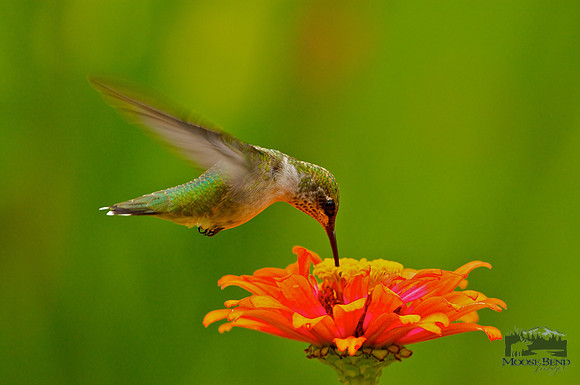 Hummer on Zinnia