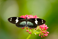 Spread Those Wings