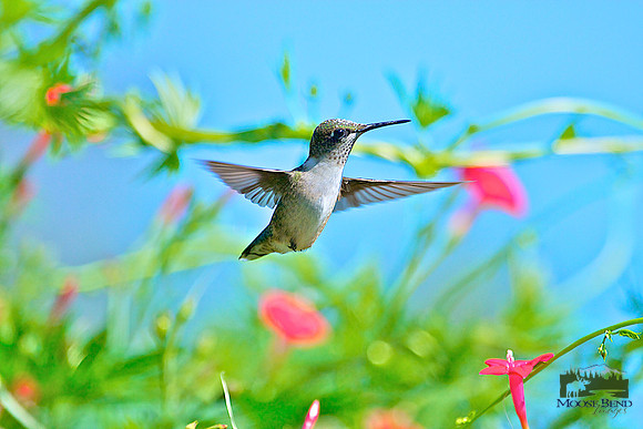 Caught in Mid-Air