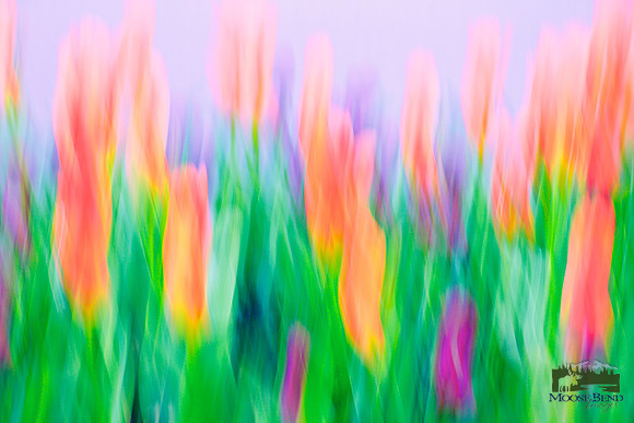 Tulip Mania 2018