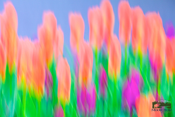 Tulip Mania 2018