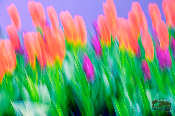 Tulip Mania 2018