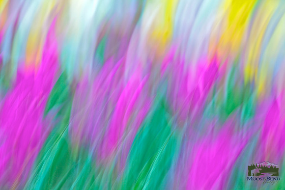 Tulipmania
