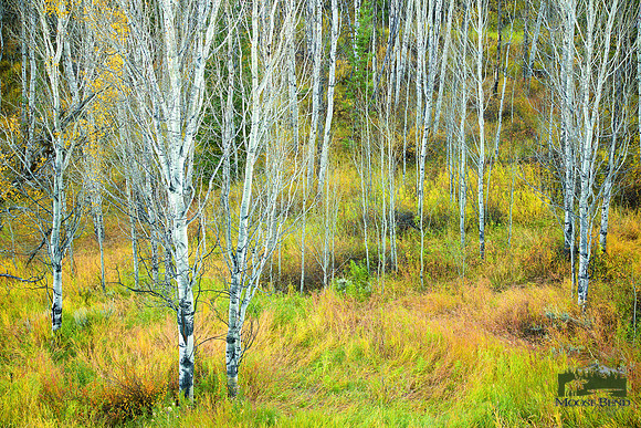 Aspens on the Gros Ventre