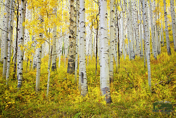 Aspens on Horse Hitch Trail