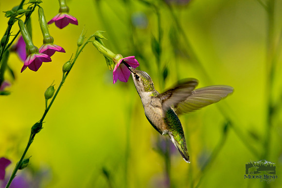 Hummingbird on Trumpet Vine II