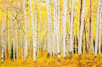 Yellows