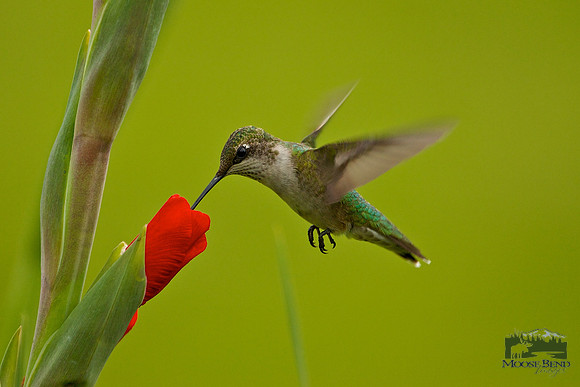 Hummer on Gladiolus