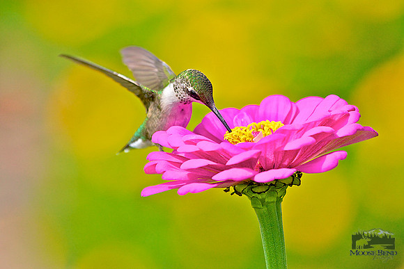 Summer Visitors - Ruby Throated Hummingbirds