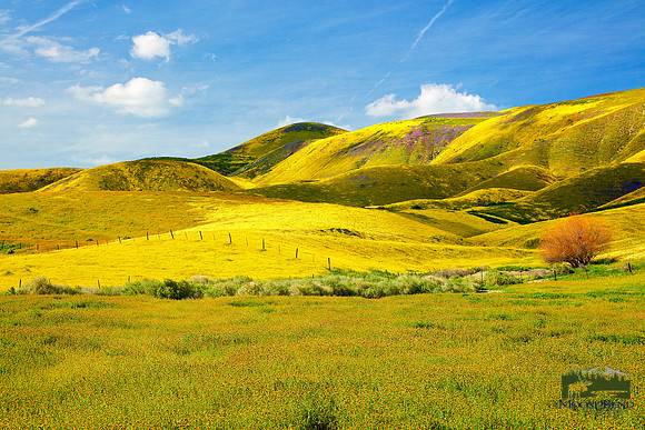 Carrizo Plain Wildflower Super Bloom