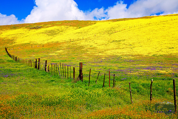 Yellow Hillside - Carrizo Plain National Monument