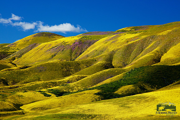 Carrizo Plain Super Bloom
