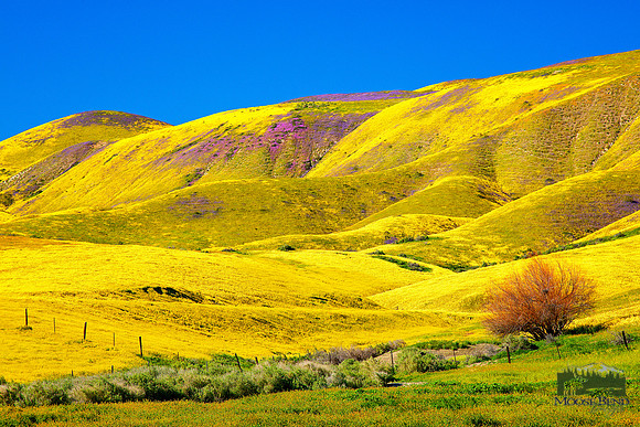 Glowing Hillside - Carrizo Plain National Monument