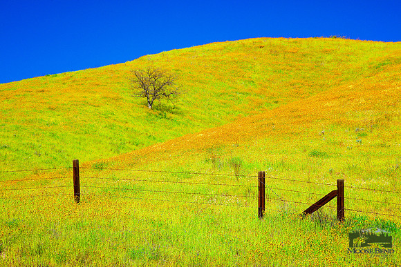 Cobalt Blue Skies & Super Bloom