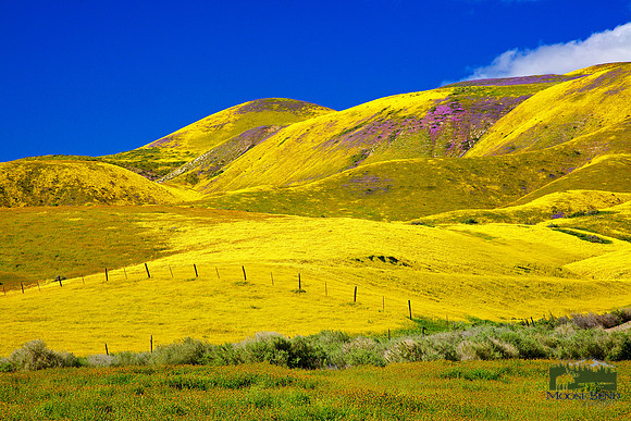 California Super Bloom 2019