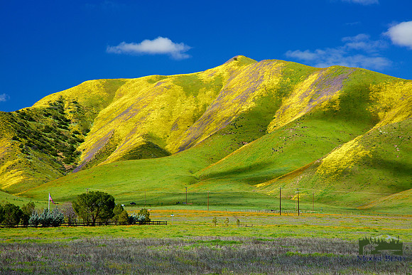 Super Bloom in the Carrizo Plain