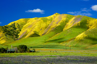 Super Bloom in the Carrizo Plain