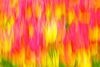 Tulips - Abstract