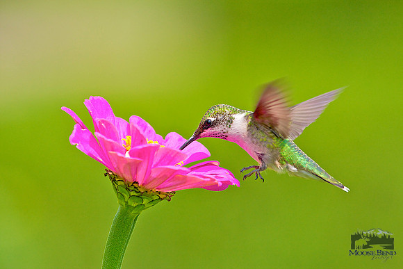 Summer Visitors - Ruby Throated Hummingbirds