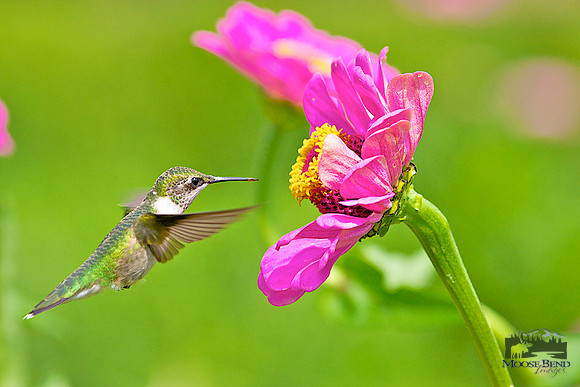 Summer Visitors - Ruby Throated Hummingbirds