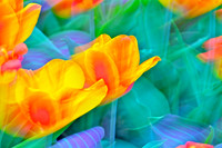Tulips - Abstract