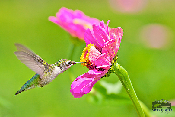 Summer Visitors - Ruby Throated Hummingbirds