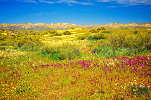 Carrizo Plain National Monument Super Bloom