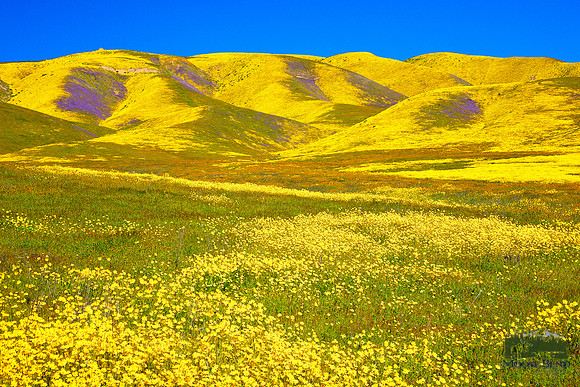 Carrizo Plain National Monument Super Bloom