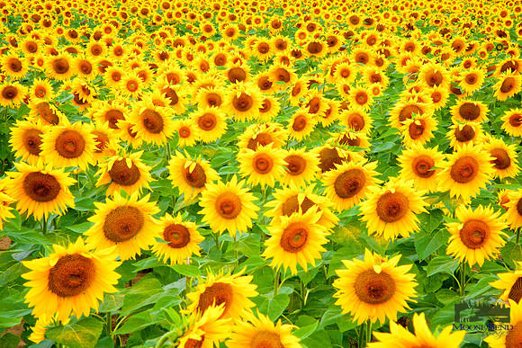 Sunflowers at Yellow Springs