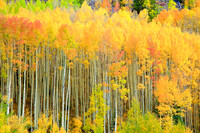 Aspens of Maroon Bells