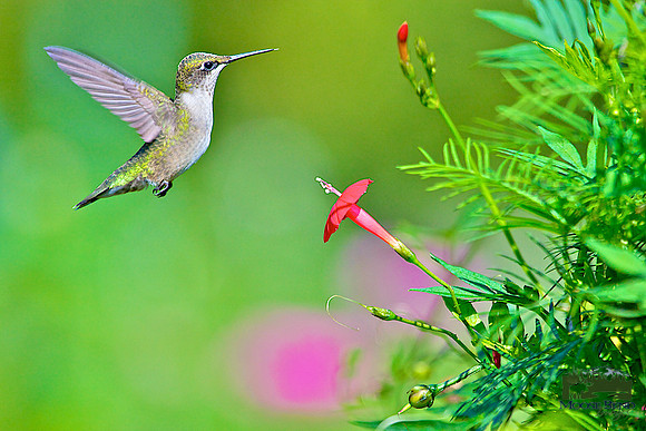 Caught in Mid-Air