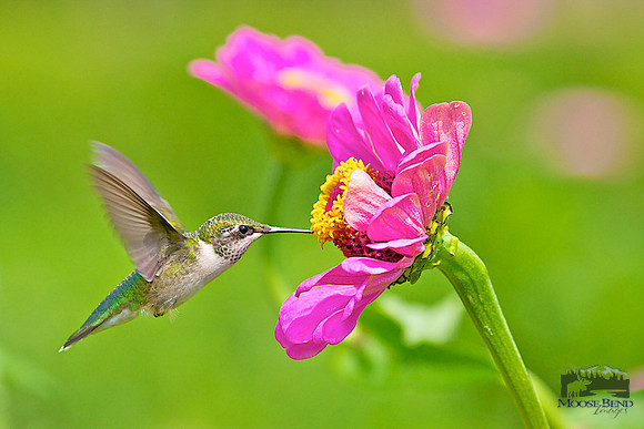 Summer Visitors - Ruby Throated Hummingbirds