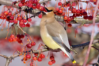 Winter Snack