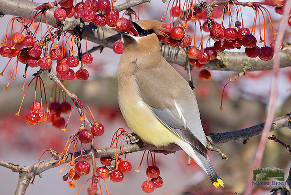 Winter Snack