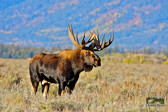 Young Bull on the March