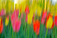 Tulips - Abstract