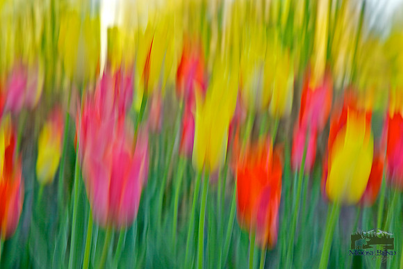 Tulips - Abstract