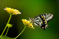 On Lantana