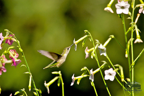 Hummingbird on Trumpet Vine