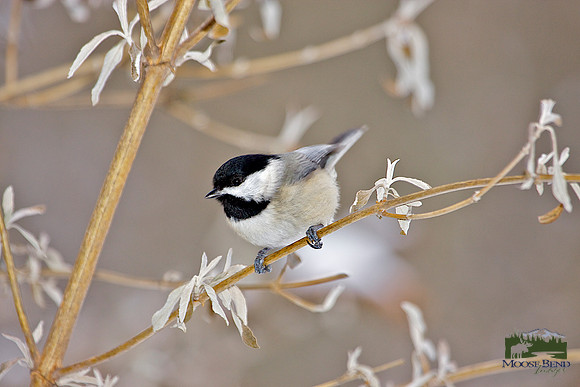 Ah Yes . . . My Little Chickadee