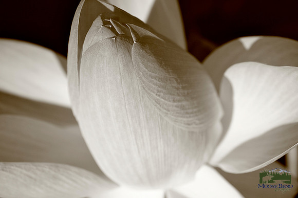Lotus Flower