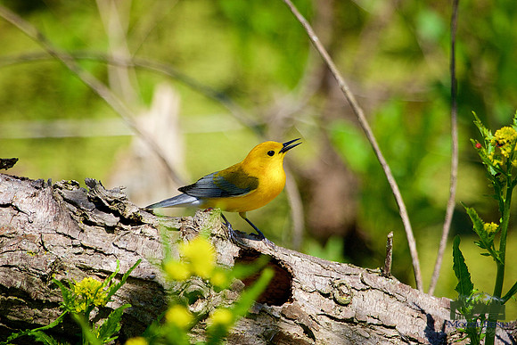 Prothonotary Warbler