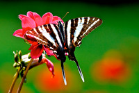 Zebra Swallowtail