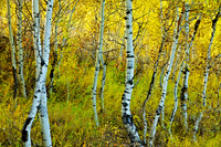 Aspens on the Gros Ventre