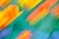 Tulips - Abstract