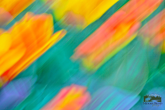Tulips - Abstract