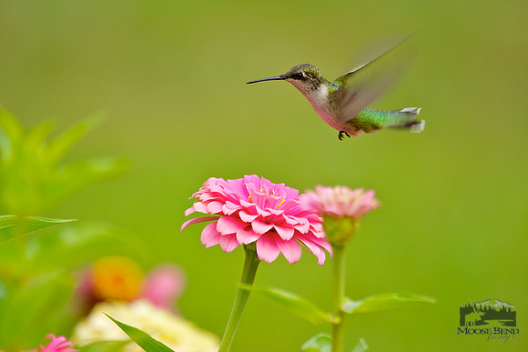 Caught in Flight