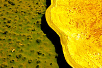 Yellow II