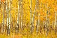 Aspens on Oxbow Bend
