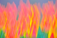 Tulips - Abstract